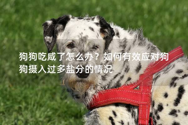 狗狗吃咸了怎么辦？如何有效應對狗狗攝入過多鹽分的情況