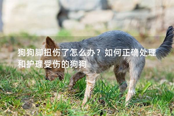 狗狗腳扭傷了怎么辦?如何正確處理和護理受傷的狗狗 狗狗腳扭傷了怎么辦?如何正確處理和護理受傷的狗狗
