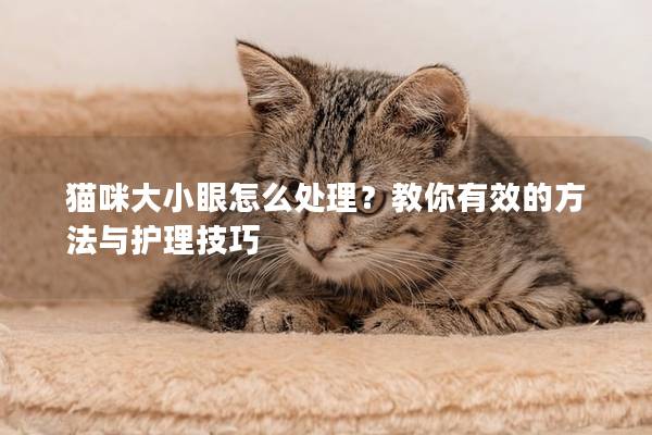 貓咪大小眼怎么處理？教你有效的方法與護(hù)理技巧