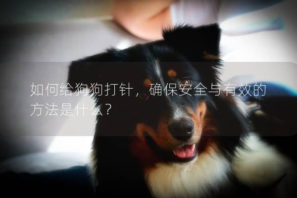 如何給狗狗打針，確保安全與有效的方法是什么？