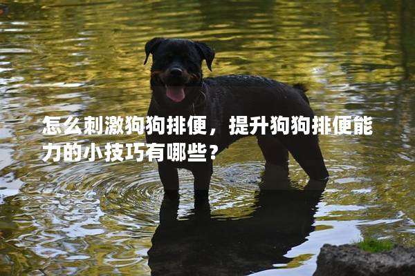 怎么刺激狗狗排便,提升狗狗排便能力的小技巧有哪些? 怎么刺激狗狗排便,提升狗狗排便能力的小技巧有哪些?