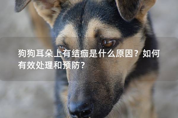 狗狗耳朵上有結痂是什么原因？如何有效處理和預防？