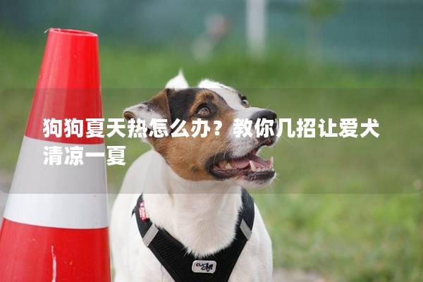狗狗夏天熱怎么辦？教你幾招讓愛(ài)犬清涼一夏