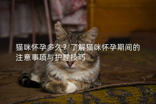 貓咪懷孕多久？了解貓咪懷孕期間的注意事項與護理技巧