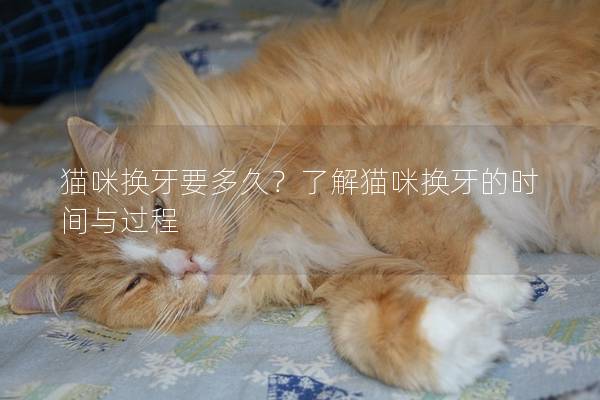 貓咪換牙要多久？了解貓咪換牙的時(shí)間與過(guò)程