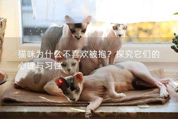 貓咪為什么不喜歡被抱?探究它們的心理與習性 貓咪為什么不喜歡被抱?探究它們的心理與習性