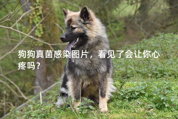 狗狗真菌感染圖片，看見了會讓你心疼嗎？