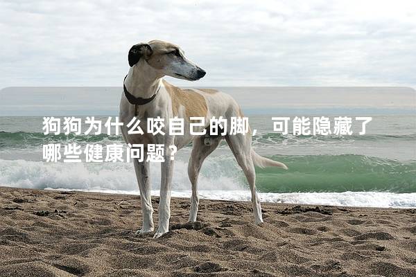 狗狗為什么咬自己的腳，可能隱藏了哪些健康問題？