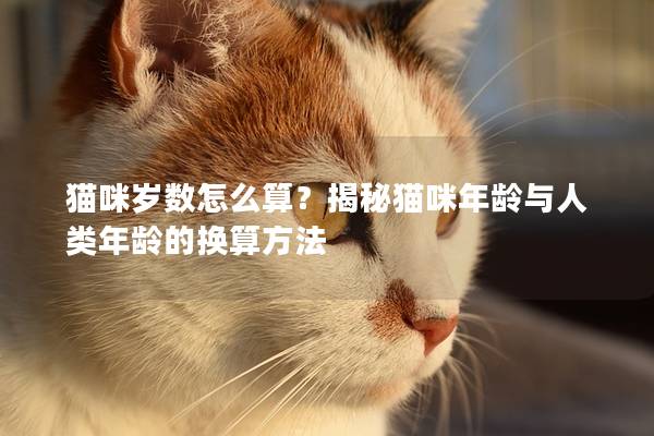 貓咪歲數怎么算？揭秘貓咪年齡與人類年齡的換算方法