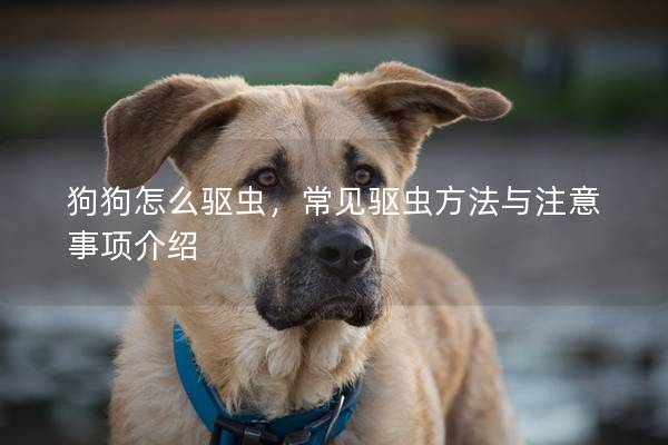 狗狗怎么驅(qū)蟲，常見驅(qū)蟲方法與注意事項介紹