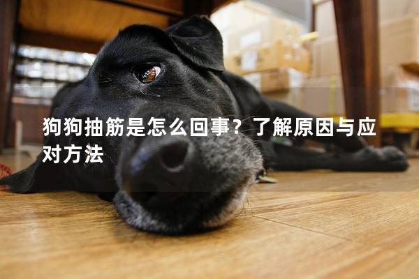 狗狗抽筋是怎么回事?了解原因與應對方法 狗狗抽筋是怎么回事?了解原因與應對方法