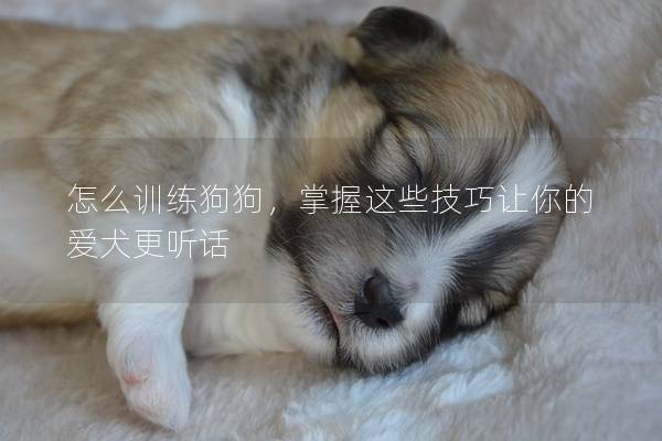 怎么訓(xùn)練狗狗，掌握這些技巧讓你的愛(ài)犬更聽(tīng)話