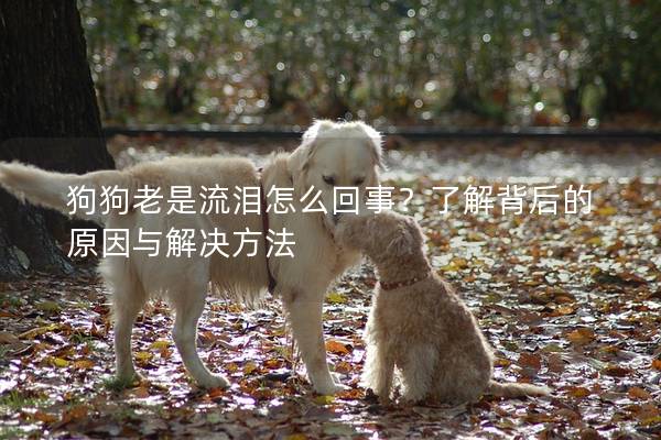 狗狗老是流淚怎么回事？了解背后的原因與解決方法