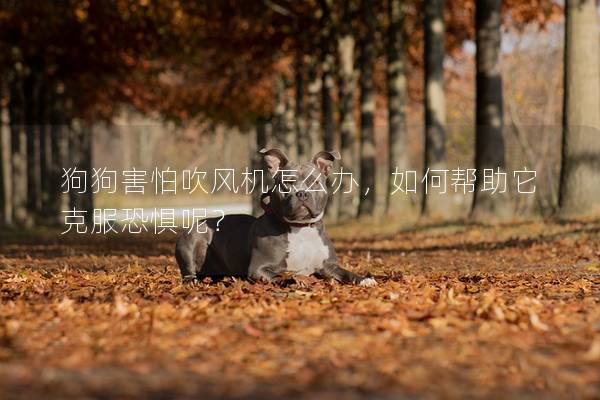 狗狗害怕吹風機怎么辦，如何幫助它克服恐懼呢？