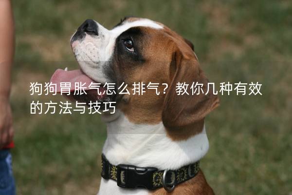 狗狗胃脹氣怎么排氣？教你幾種有效的方法與技巧