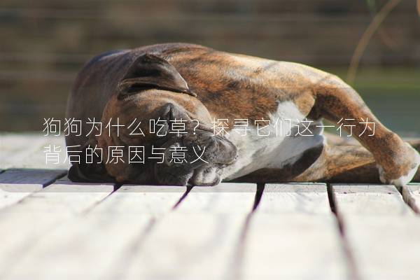 狗狗為什么吃草？探尋它們這一行為背后的原因與意義
