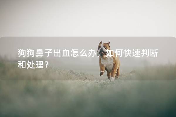 狗狗鼻子出血怎么辦，如何快速判斷和處理？
