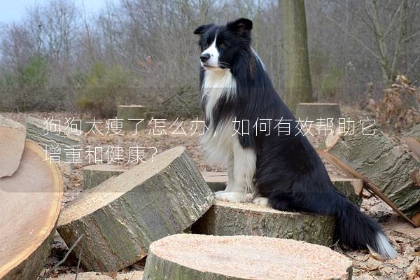 狗狗太瘦了怎么辦，如何有效幫助它增重和健康？