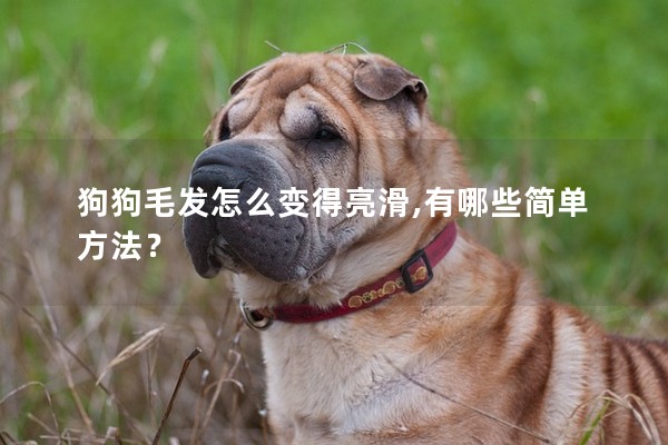 狗狗毛發怎么變得亮滑,有哪些簡單方法? 狗狗毛發怎么變得亮滑,有哪些簡單方法?