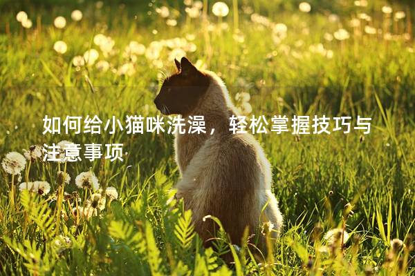 如何給小貓咪洗澡，輕松掌握技巧與注意事項
