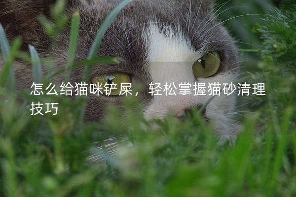 怎么給貓咪鏟屎，輕松掌握貓砂清理技巧