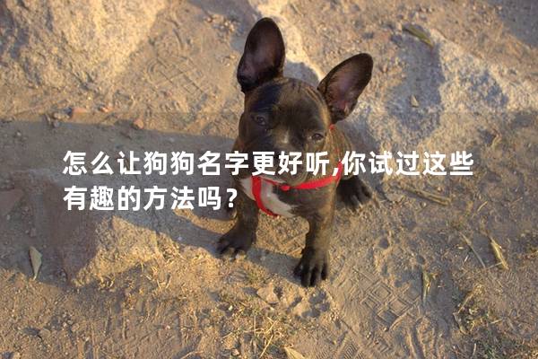 怎么讓狗狗名字更好聽,你試過這些有趣的方法嗎? 怎么讓狗狗名字更好聽,你試過這些有趣的方法嗎?