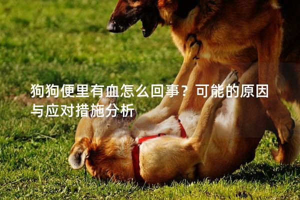 狗狗便里有血怎么回事？可能的原因與應(yīng)對(duì)措施分析