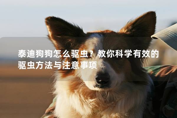 泰迪狗狗怎么驅蟲？教你科學有效的驅蟲方法與注意事項