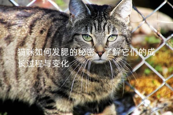 貓咪如何發腮的秘密，了解它們的成長過程與變化