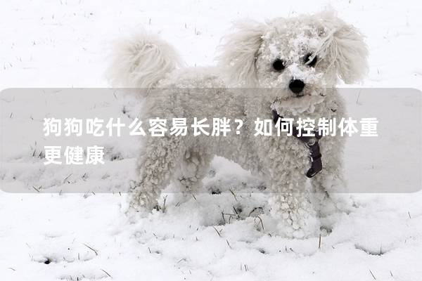 狗狗吃什么容易長(zhǎng)胖？如何控制體重更健康