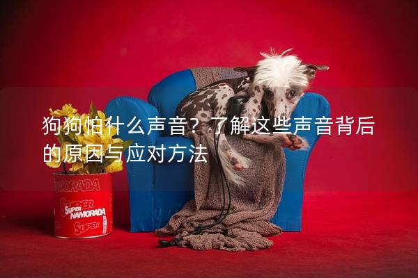 狗狗怕什么聲音？了解這些聲音背后的原因與應(yīng)對方法