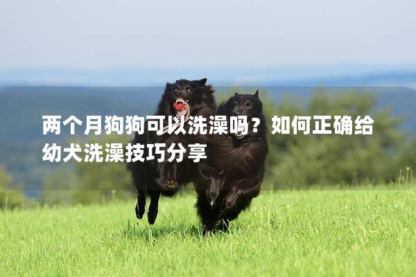 兩個月狗狗可以洗澡嗎？如何正確給幼犬洗澡技巧分享