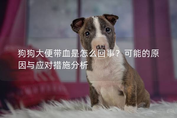 狗狗大便帶血是怎么回事？可能的原因與應對措施分析