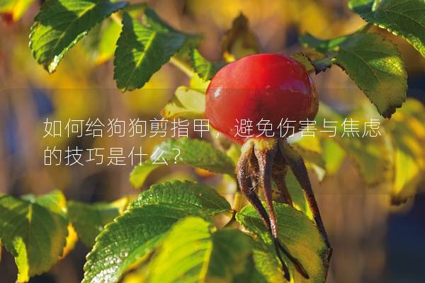 如何給狗狗剪指甲，避免傷害與焦慮的技巧是什么？