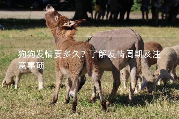 狗狗發情要多久？了解發情周期及注意事項