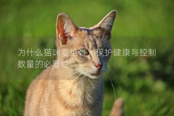 為什么貓咪要絕育，保護健康與控制數量的必要性