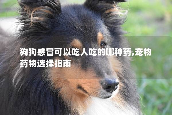 狗狗感冒可以吃人吃的哪種藥,寵物藥物選擇指南 狗狗感冒可以吃人吃的哪種藥,寵物藥物選擇指南