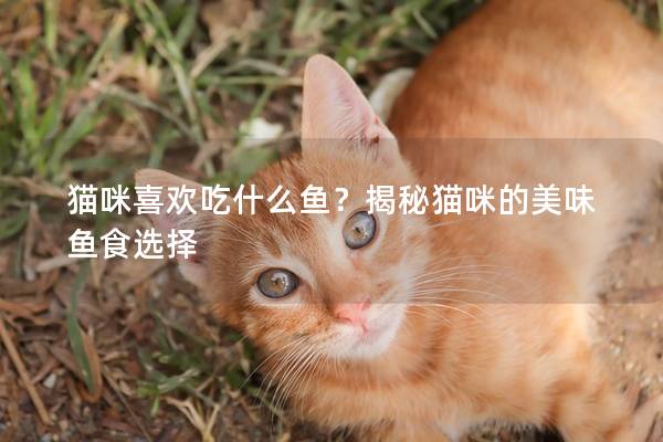 貓咪喜歡吃什么魚？揭秘貓咪的美味魚食選擇
