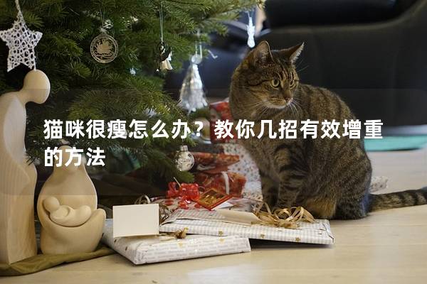 貓咪很瘦怎么辦？教你幾招有效增重的方法