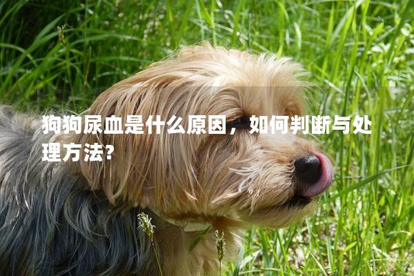 狗狗尿血是什么原因，如何判斷與處理方法？