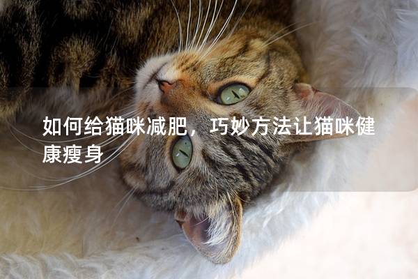 如何給貓咪減肥，巧妙方法讓貓咪健康瘦身