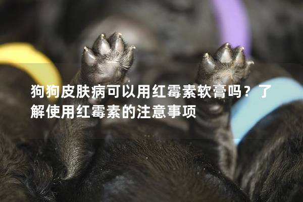 狗狗皮膚病可以用紅霉素軟膏嗎？了解使用紅霉素的注意事項