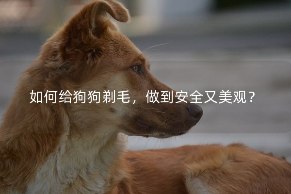 如何給狗狗剃毛,做到安全又美觀? 如何給狗狗剃毛,做到安全又美觀?