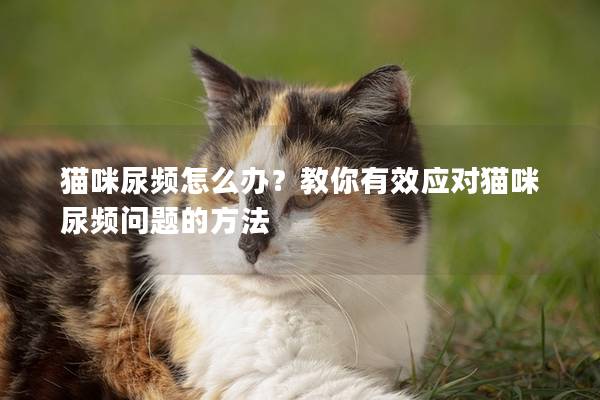 貓咪尿頻怎么辦?教你有效應(yīng)對(duì)貓咪尿頻問(wèn)題的方法 貓咪尿頻怎么辦?教你有效應(yīng)對(duì)貓咪尿頻問(wèn)題的方法