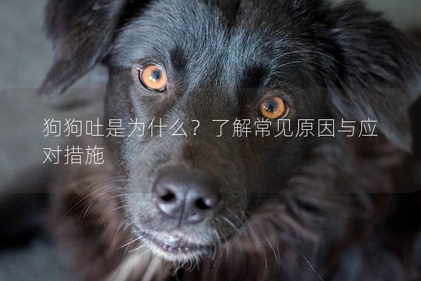 狗狗吐是為什么？了解常見(jiàn)原因與應(yīng)對(duì)措施