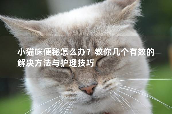 小貓咪便秘怎么辦?教你幾個有效的解決方法與護理技巧 小貓咪便秘怎么辦?教你幾個有效的解決方法與護理技巧
