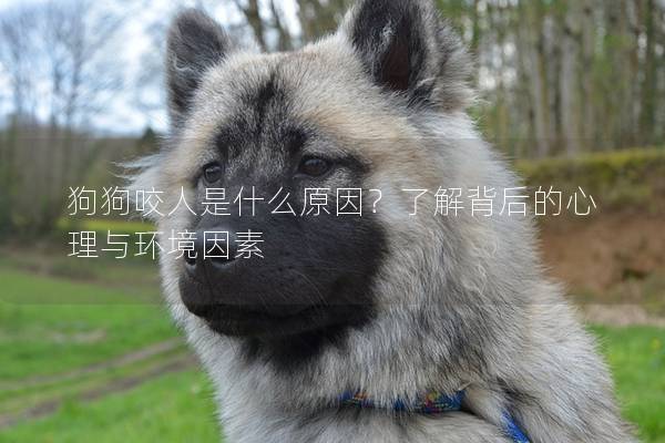 狗狗咬人是什么原因？了解背后的心理與環境因素