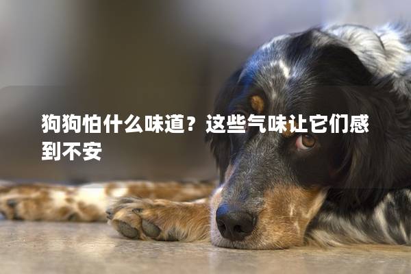 狗狗怕什么味道？這些氣味讓它們感到不安