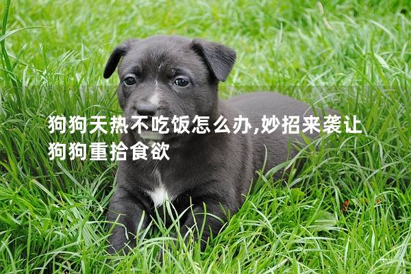 狗狗天熱不吃飯怎么辦,妙招來襲讓狗狗重拾食欲