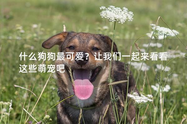 什么狗狗最可愛？讓我們一起來看看這些萌寵吧